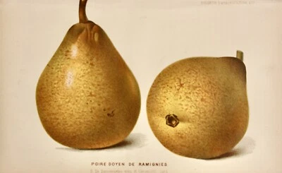 Pieter J. de Pannemaeker, Chromolithographie, Birne Poire Doyen de Ramignies - Bild 1 von 4