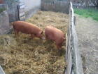 Photo 6x4 Tamworth two A splendid pair of Tamworth pigs with distinctive  c2006