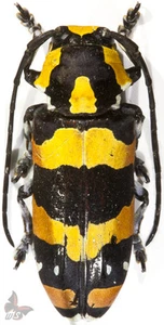 Tragocephala mima, UNMOUNTED beetle - Picture 1 of 1
