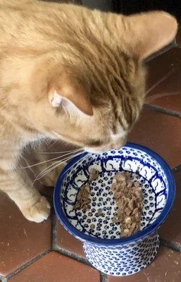 Tazón de plato seco húmedo de cerámica pulido para la comodidad de tu gato criado para platos KOT6 Jack's Cat Foto 1 de 4