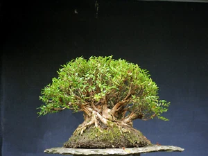 Bonsai outdoor winterhart Heckenkirsche, Lonicera nitida H40 B55 D20 cm - Bild 1 von 8