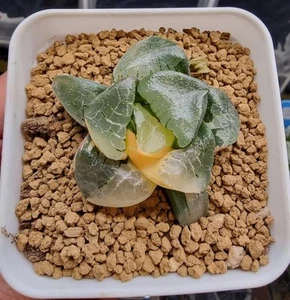 Rare Succulent Plant - Haworthia Correcta Dragon's Beard 'Ryu' variegated - Picture 1 of 3