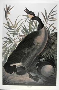 Audubon - Ltd. Ed. Loates Canada Goose Druck signiert - Bild 1 von 4