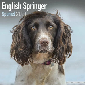 Kalender 2021 - SPRINGER ENGLISH SPANIEL - Bild 1 von 2