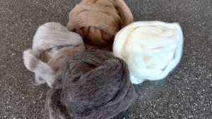 Cormo Combed Top From Windy Hill Farm 4 Oz (1 Oz Each Of Four Natural Colors) - Picture 1 of 10