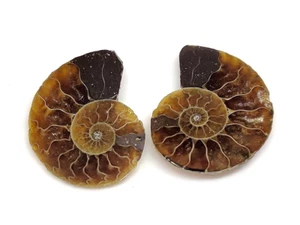 Natural Ammonite Fossil Pair Cabochon For Jewelry Making Gemstone 31.90Cts. - Picture 1 of 2