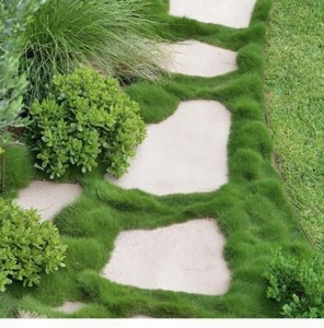 8000876 Irish Moos Moossamen 100 Samen Seeds Zaden Greenplants - Bild 1 von 1