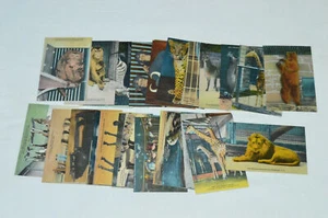 1940s 1950s? 40 CARD SET LOT OF ANIMALS National Zoological Park Washington D.C. - Imagen 1 de 9