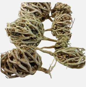Rose von Jericho Blume von Maryam Anastatica hierochuntica 200g كف مريم - Bild 1 von 4
