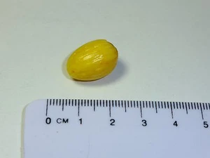 Honigtaumelonenfrucht Maßstab 1:12 - Bild 1 von 1