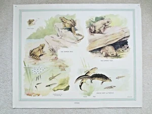 1950s POSTER FROG TOAD NEWT Nature Study RETRO WALL ART Macmillans SCHOOL - Picture 1 of 3