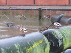 Photo 6X4 Stood On The Boom Reading Couple Of Ducks Stood On The Boom Whi C2013
