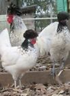 12 Assorted chicken hatching eggs| Healthy Flock 