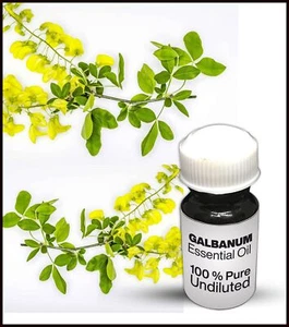 Galbanum Essential Oil 100% Pure Undiluted (10ML-500ML) - Picture 1 of 1