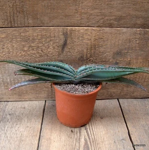 D6600 ALOE SUPRAFOLIATA pot12-H8-W44 cm MaMa Cactus - Picture 1 of 4
