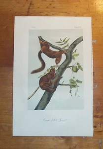 The Quadrupeds of North America. Audubon. Octavo ed. Orange-bellied Squirrel. - Picture 1 of 1
