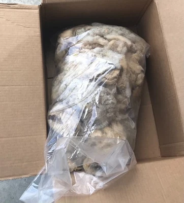 1 lb. Raw East Fresian Sheep Wool Fleece Unwashed Unprocessed for Roving Spinnin - Image 1 of 2