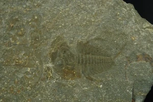Trilobite / Olenellus Clarki / Cambrian 11cm Fossil Specimen / Latham Formation, - Picture 1 of 2