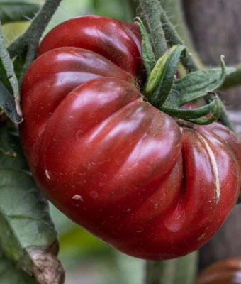 BLACK KRIM Tomato 10+ seeds Beefsteak heirloom garden vegetable easy grow - image 1 of 3