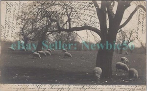 Dobbs Ferry NY - REBAÑO DE OVEJAS COMIENDO HIERBA RPPC Postal - Imagen 1 de 2