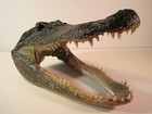 Gator Head 7 Inch Real Alligator Head Authentic Cajun Crocodile Sharp Florida