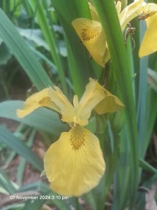 Water Plants- Iris hybrid Iris pseudacorus 'Canary Yellow' - Picture 1 of 5