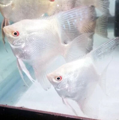 Bulgarian Green Lilac Point Angels - Image 1 of 4