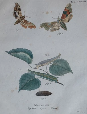Johann Friedrich Volckart Lindenschwärmer Schmetterling kolor Kupferstich 19 Jhd - Bild 1 von 4