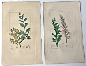 2 Antique Copper Plate Print-PL.12 Alcanna and PL.5 Acathe Turpin-Chaumeton-1814 - Picture 1 of 5