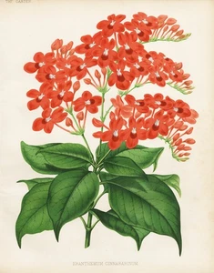 Eranthemum Cinnabarinum Myanmar Flower Botany Robinson Litho - Picture 1 of 1