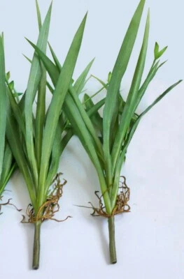 Decoración de plástico de orquídea con flores verdes de césped artificial 2 piezas (#94) Foto 1 de 4