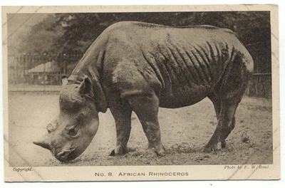 Zoological Society Of London Regent's Park African Rhinoceros No. 8 Postcard - Image 1 of 2