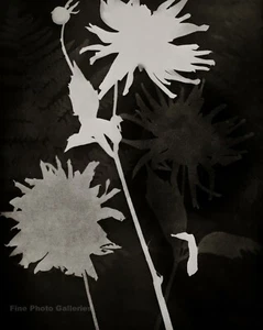 1925/75 Vintage MAN RAY Rayograph Flowers Photogram Photo Engraving Art 12x16 - Picture 1 of 1