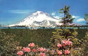 R683586 Mt. Hood and Rhododendrons. Northwest Curio and Pot Card. Mike Roberts