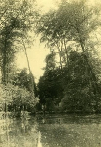 Tahiti Photographic study Trees & River old Photo 1910's - Picture 1 of 4