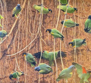 Robert Bateman YELLOW-COLLARD LOVEBIRDS Vintage Wildlife Book Plate Art Print 30 - Picture 1 of 4