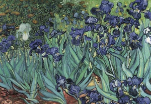 Postkarte: Vincent van Gogh - Iris - Bild 1 von 1