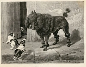 POODLE BLACK FOX TERRIER Puppies Dog Antique Print - 1891 by Fanny Moody - Picture 1 of 4
