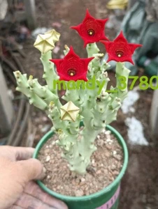 Caralluma socotrana Asclepiadaceae RareSucculent plants Garden Plants  10-12CM - Picture 1 of 6