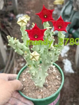 Caralluma socotrana Asclepiadaceae RareSucculent plants Garden Plants  10-12CM - Image 1 of 4