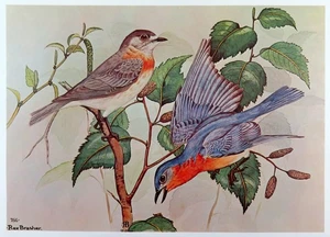 Rex Brasher Bird Print, Eastern Bluebird on Gray Birch tree, 16x12 in. - Picture 1 of 3