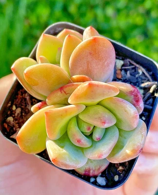 Rare Live Succulent Echeveria Champagne 2-Inch Rooted Live Plant Gift Home Decor - Image 1 of 4