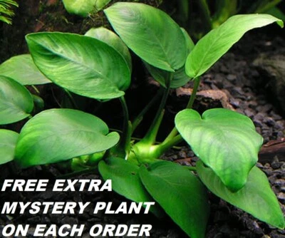 BUY 2 GET 1 FREE Anubias Barteri Round Leaf Live Fish Tank Aquarium Plants - Image 1 of 2