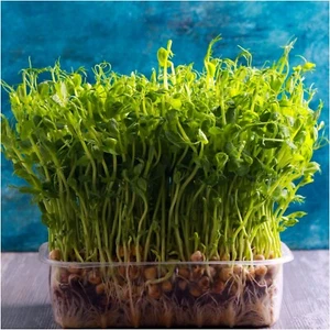 Blue Peas Sprouts 1000-10000 Seeds MICROGREEN sprout vegetable sprouting EASY - Picture 1 of 1