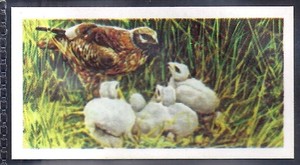 BROOKE BOND (TEA)-BRITISH BIRDS (WHITE BACK) 1954-#15- HEN HARRIER