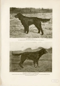GORDON SETTER NAMED DOGS ORIGINAL ANTIQUE DOG PRINT PAGE FROM 1906 - Picture 1 of 1