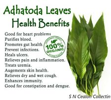 Pawatta Leaves 100% Natural Dried Justicia Adhatoda Fresh Ceylon Organic 100g