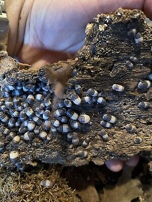 15+ Cubaris Sp. 'Panda King' Isopods Rare LAG • 27$