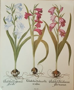  Antike botanische Drucke ~ doppelseitige Teller Basilius Besle # 202/#203 - Bild 1 von 8