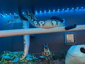 Snake Enrichment Climbing 3x Hoops + 6 Pegs toys for snake royal python Bundle - Picture 1 of 6